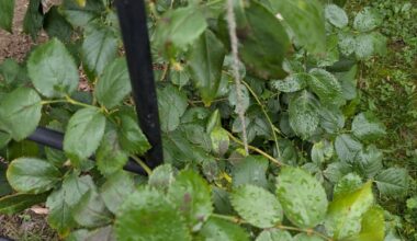 Was hat meine Rose und sollte ich was machen?