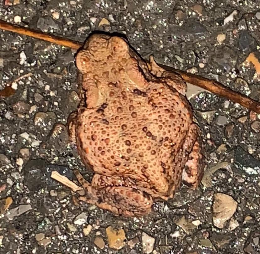 Was ist diesen Kerlchen?