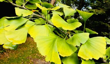 Blätter vom Ginkgo, Fächerbaum