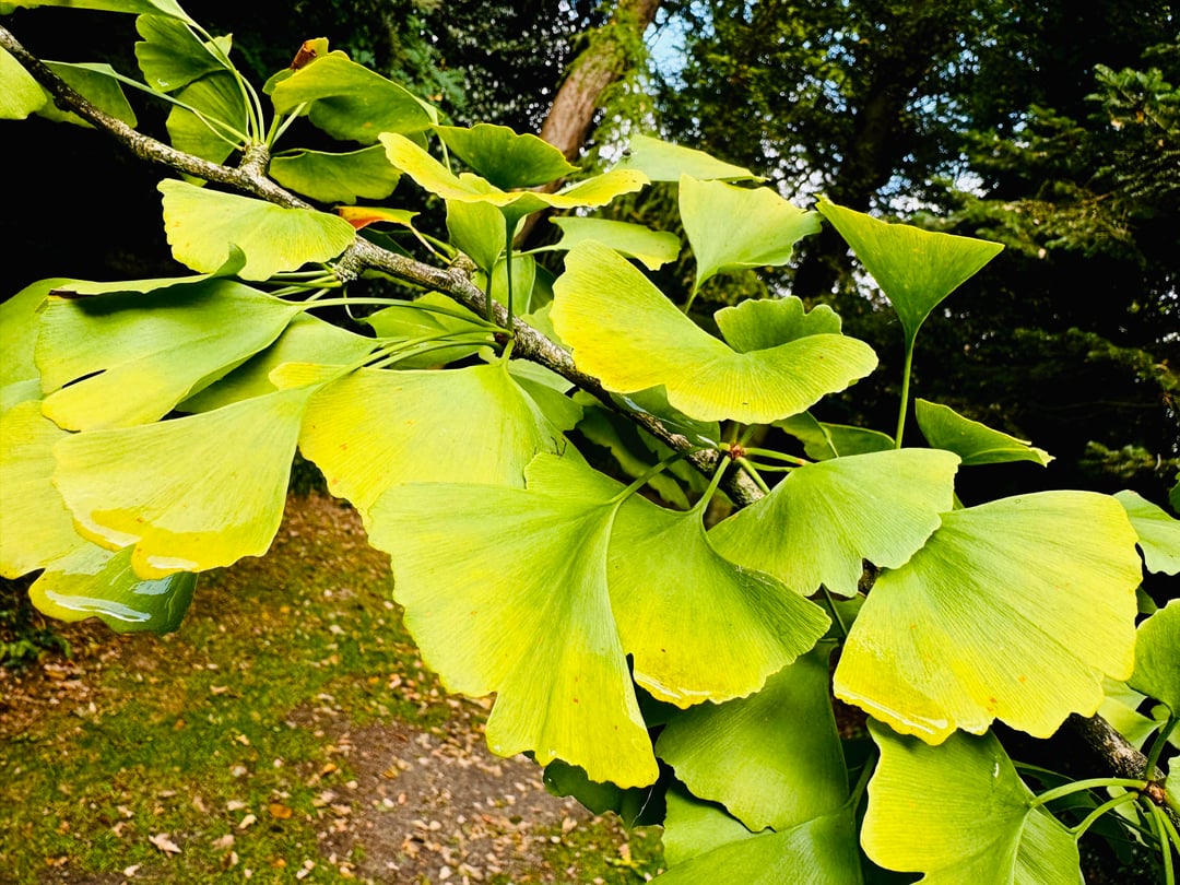 Blätter vom Ginkgo, Fächerbaum