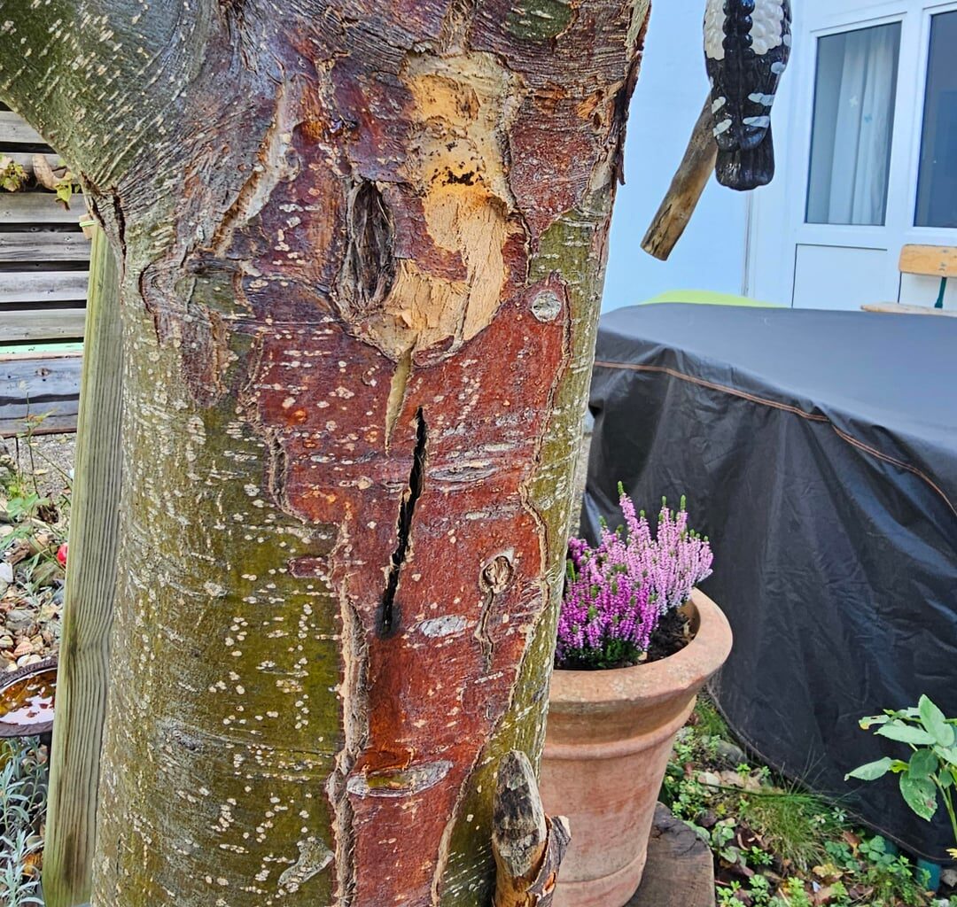 Krankheit an Apfelbaum Pilz?