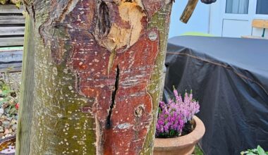 Krankheit an Apfelbaum Pilz?