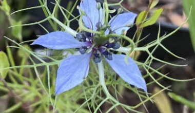 Ist das eine Passionsblume?