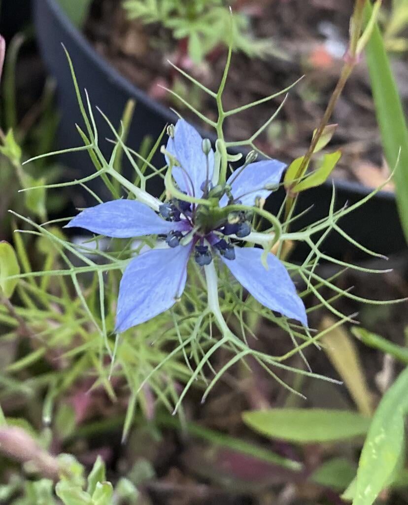 Ist das eine Passionsblume?