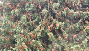 Ist mein Baum hinüber?