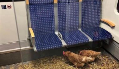 Deutsche Bahn has the freshest eggs