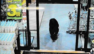 Bear enters supermarket in Japan, attacks 2 customers