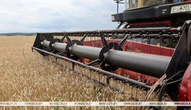 Belarus’ grain harvest 99% complete