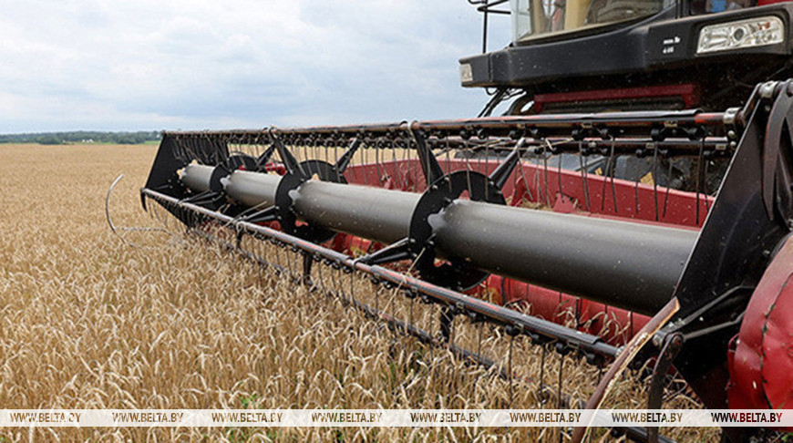 Belarus’ grain harvest 99% complete