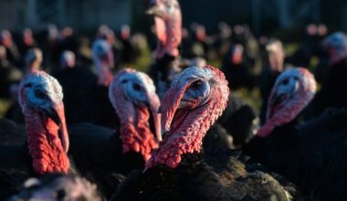 Compulsory housing order following bird flu outbreaks