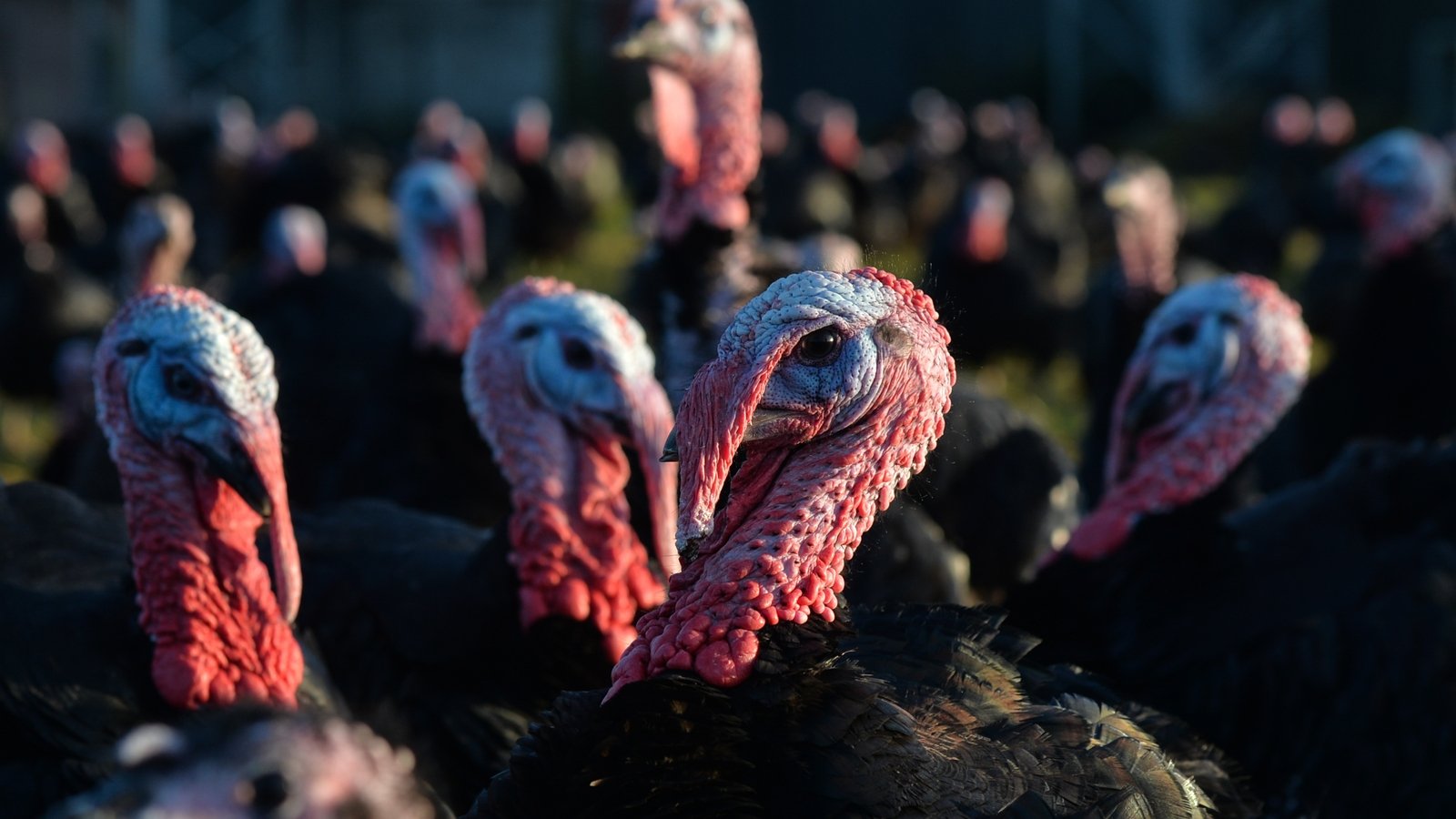 Compulsory housing order following bird flu outbreaks