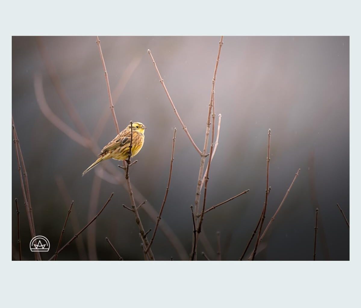 goldammer vom vorjahr
