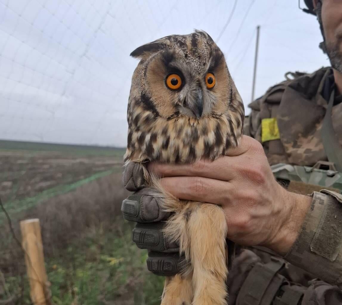 Ukrainian soldier holds a rescued Owl, which had been caught in the anti-drone netting covering a road.