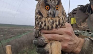 Ukrainian soldier holds a rescued Owl, which had been caught in the anti-drone netting covering a road.