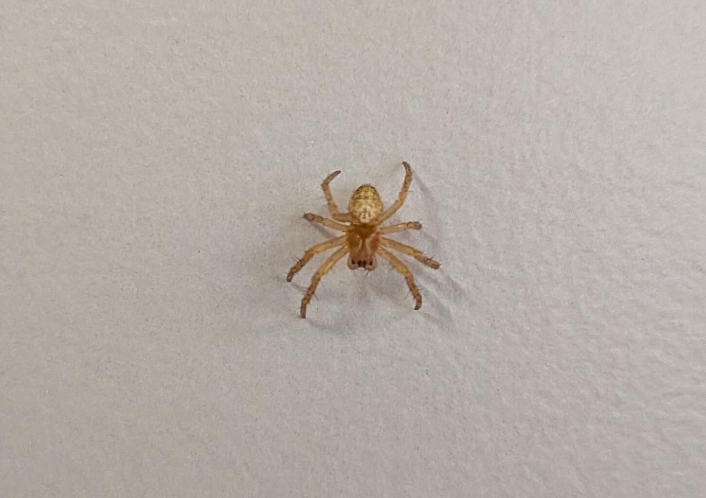 Eine sehr, sehr kleine Spinne an einem Schrank auf Arbeit.