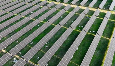 Sheep Will Frolic In Massive New Solar Power Plant In Texas