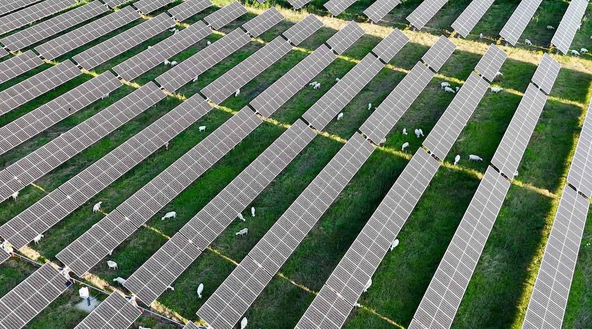 Sheep Will Frolic In Massive New Solar Power Plant In Texas