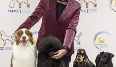 BOURGOGNE : Un toiletteur de Saône-et-Loire sacré «meilleur de France»