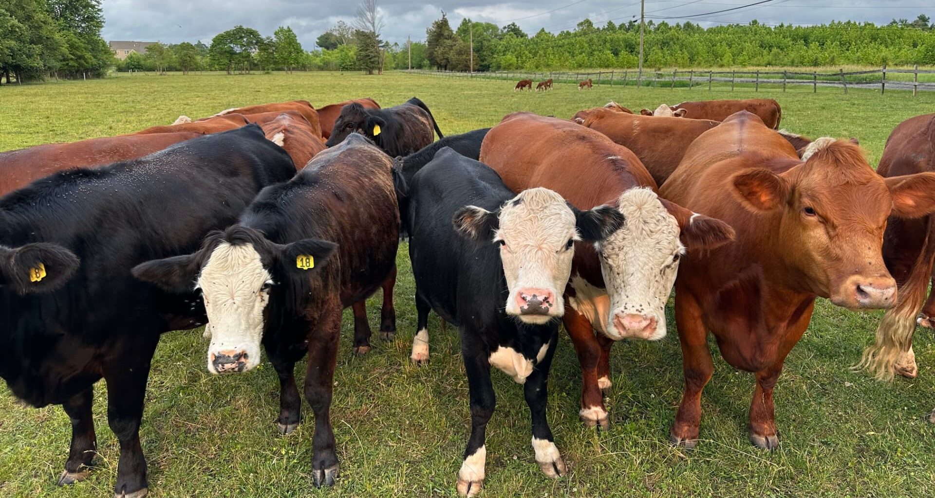 Can Trump's barrage of ideas to lower beef prices help chains like Texas Roadhouse?