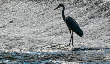 Grippe aviaire : de nouveaux cas découverts au Luxembourg