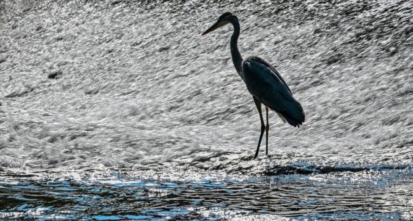 Grippe aviaire : de nouveaux cas découverts au Luxembourg