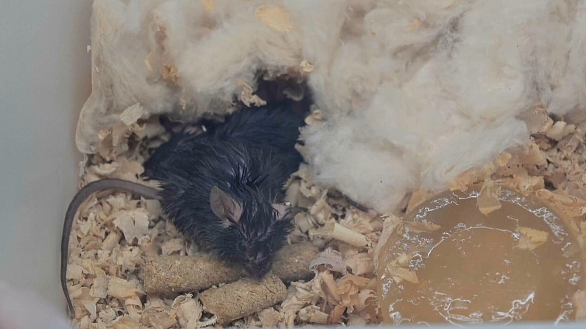 Video. Four mice brought back to Earth from China's space station