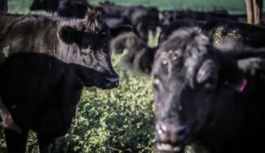 Australia Notches a Win Amid Trump Tariffs on Gold, Beef Exports