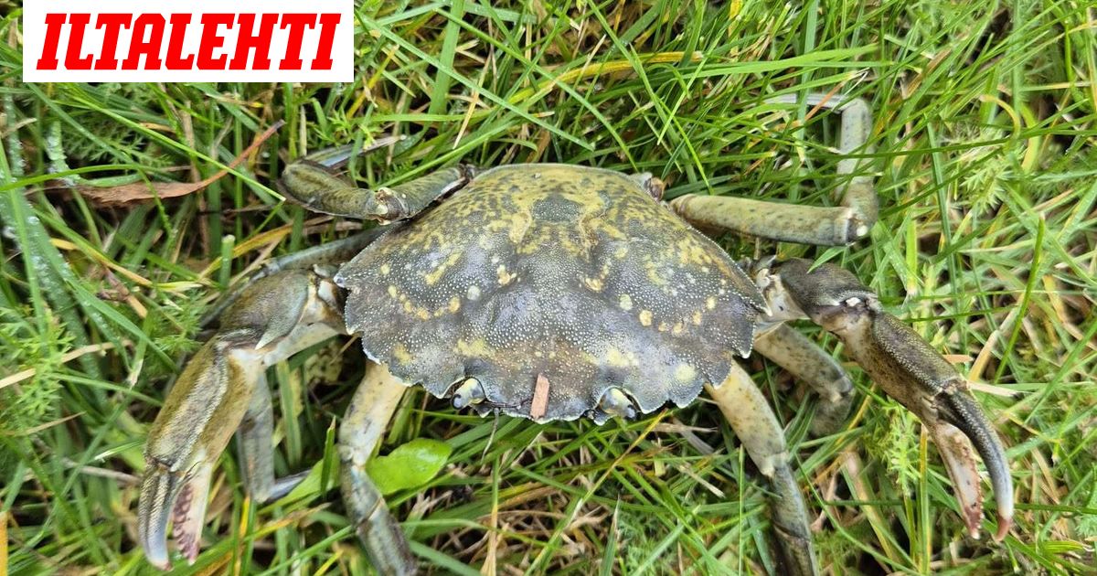 Mistä tämä outo eläin tuli?