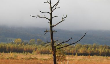 Der Herbst hält Einzug ins Große Torfmoor bei Lübbecke