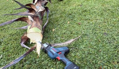 Blütenstand der Agave gefällt