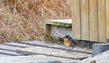 Rare North American vagrants thrill Icelandic birders