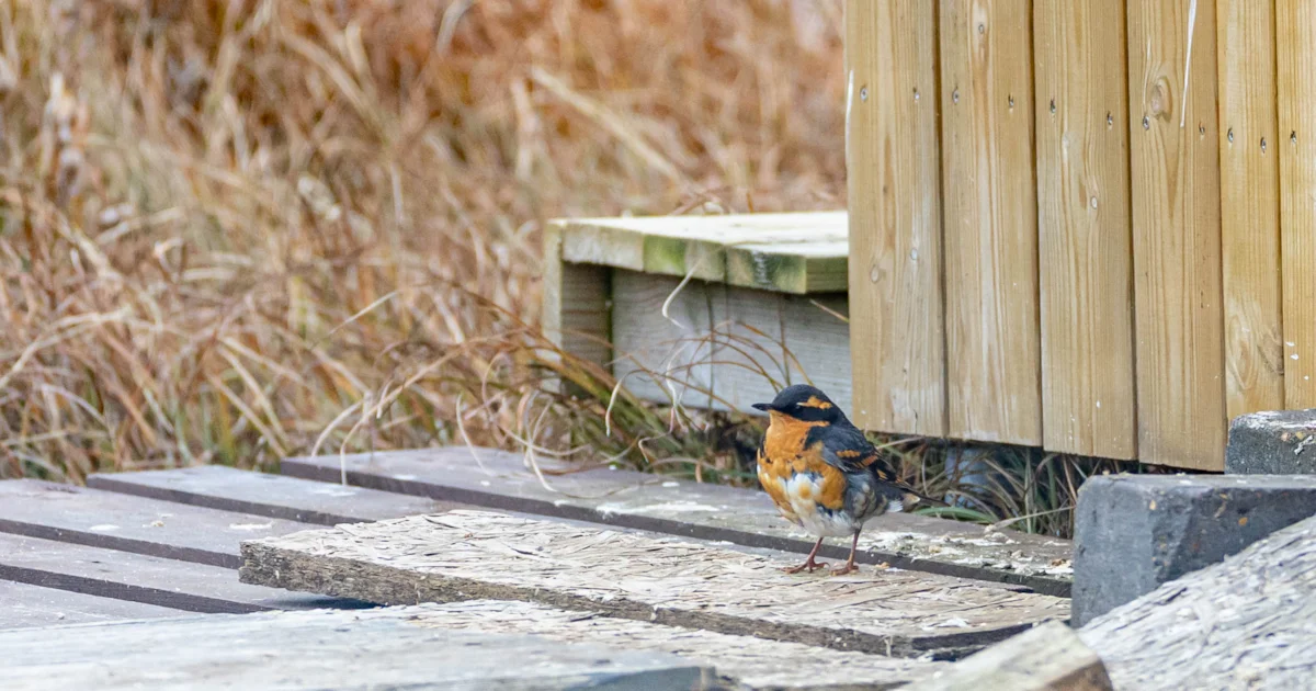 Rare North American vagrants thrill Icelandic birders