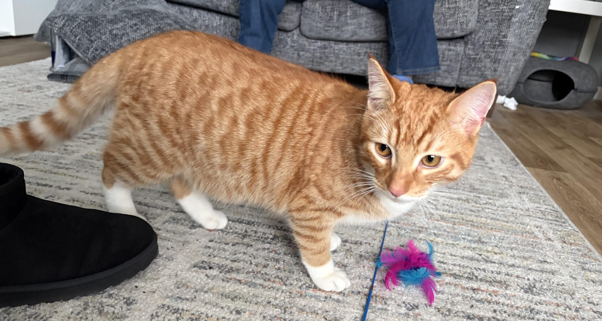 UPDATE JAFFA- missing Falkirk