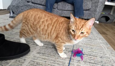 UPDATE JAFFA- missing Falkirk