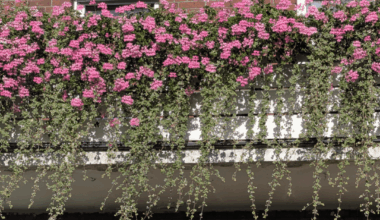 Welche Pflanze ist das?