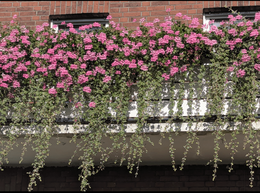 Welche Pflanze ist das?