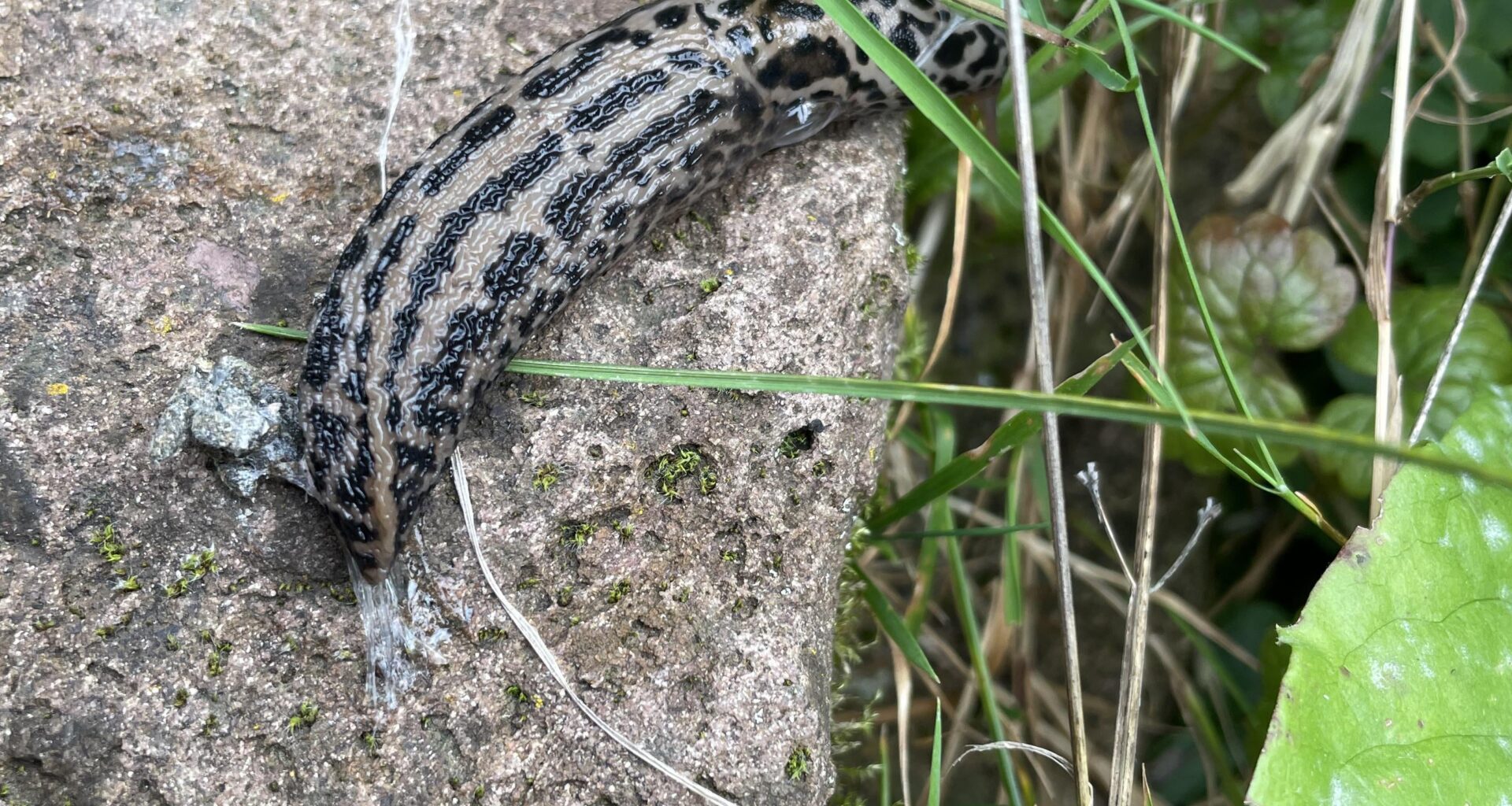 Ein wahrer Nützling im Garten. Seit ich die beobachte sind tatsächlich weniger spanische Wegeschnecken unterwegs. 😉 Hat vielleicht schon mal jemand beobachten können wie die aufeinandertreffen?
