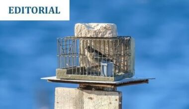 TMID Editorial: Finch trapping and the European Commission
