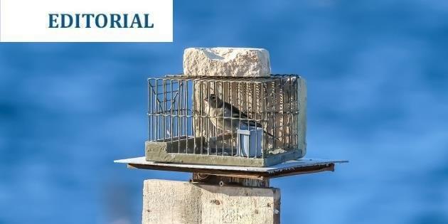 TMID Editorial: Finch trapping and the European Commission