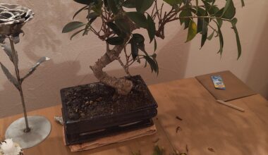 Bonsai