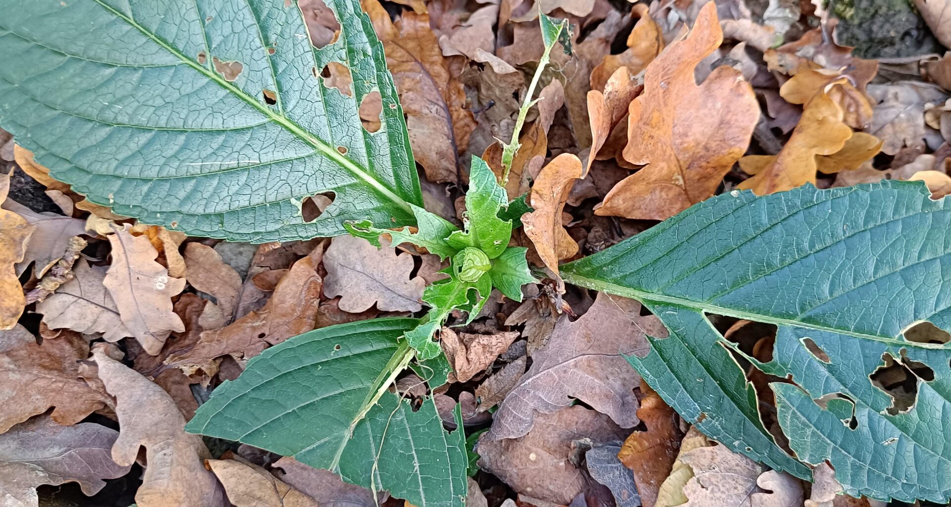 Was futtert meine Hortensien?