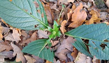 Was futtert meine Hortensien?