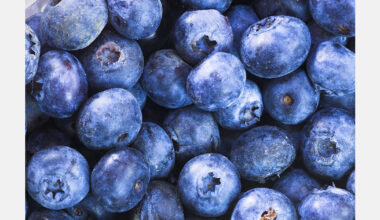 Japan considers Peru as new blueberry supplier