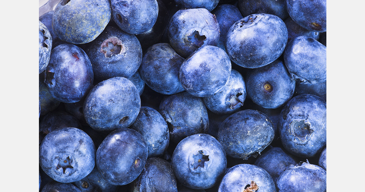 Japan considers Peru as new blueberry supplier