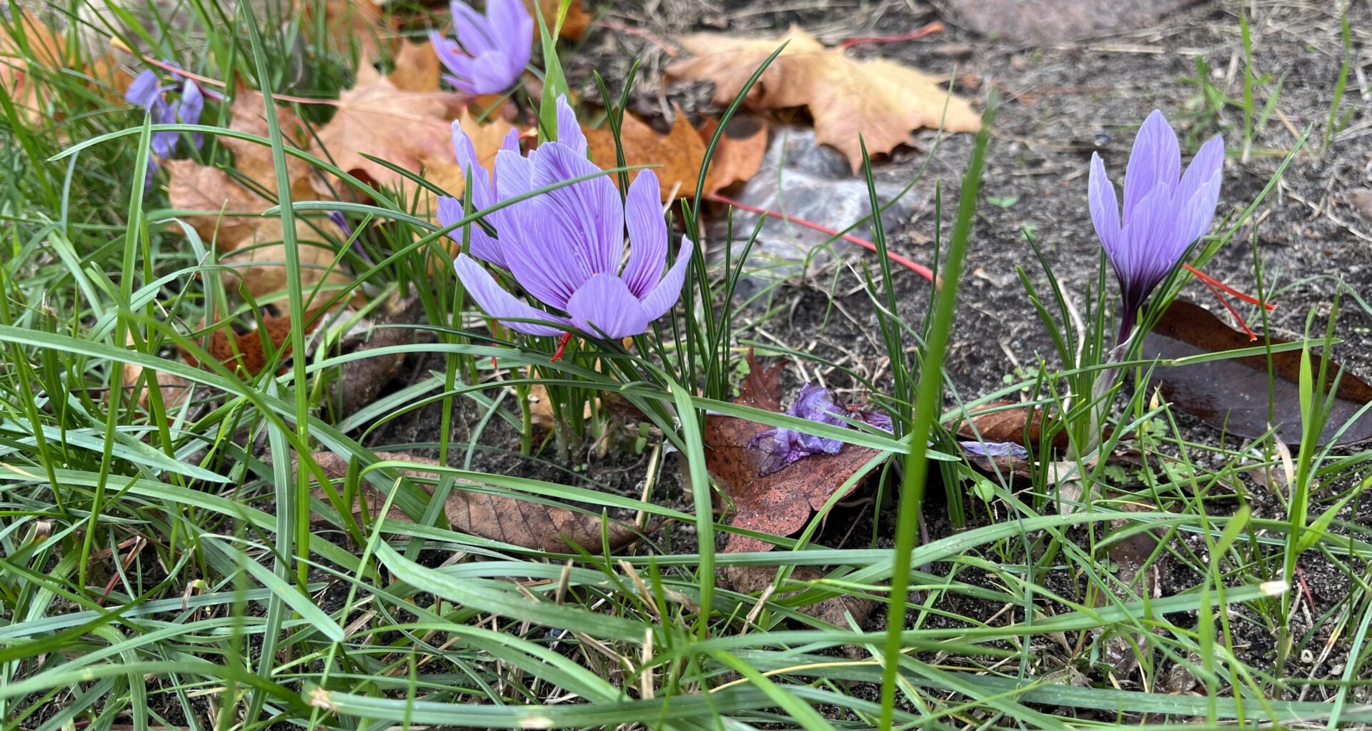 Krokus Zwiebeln im Herbst setzen…