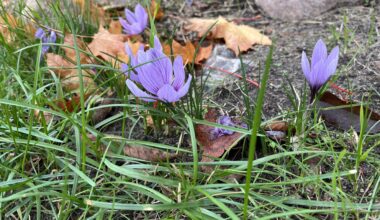 Krokus Zwiebeln im Herbst setzen…