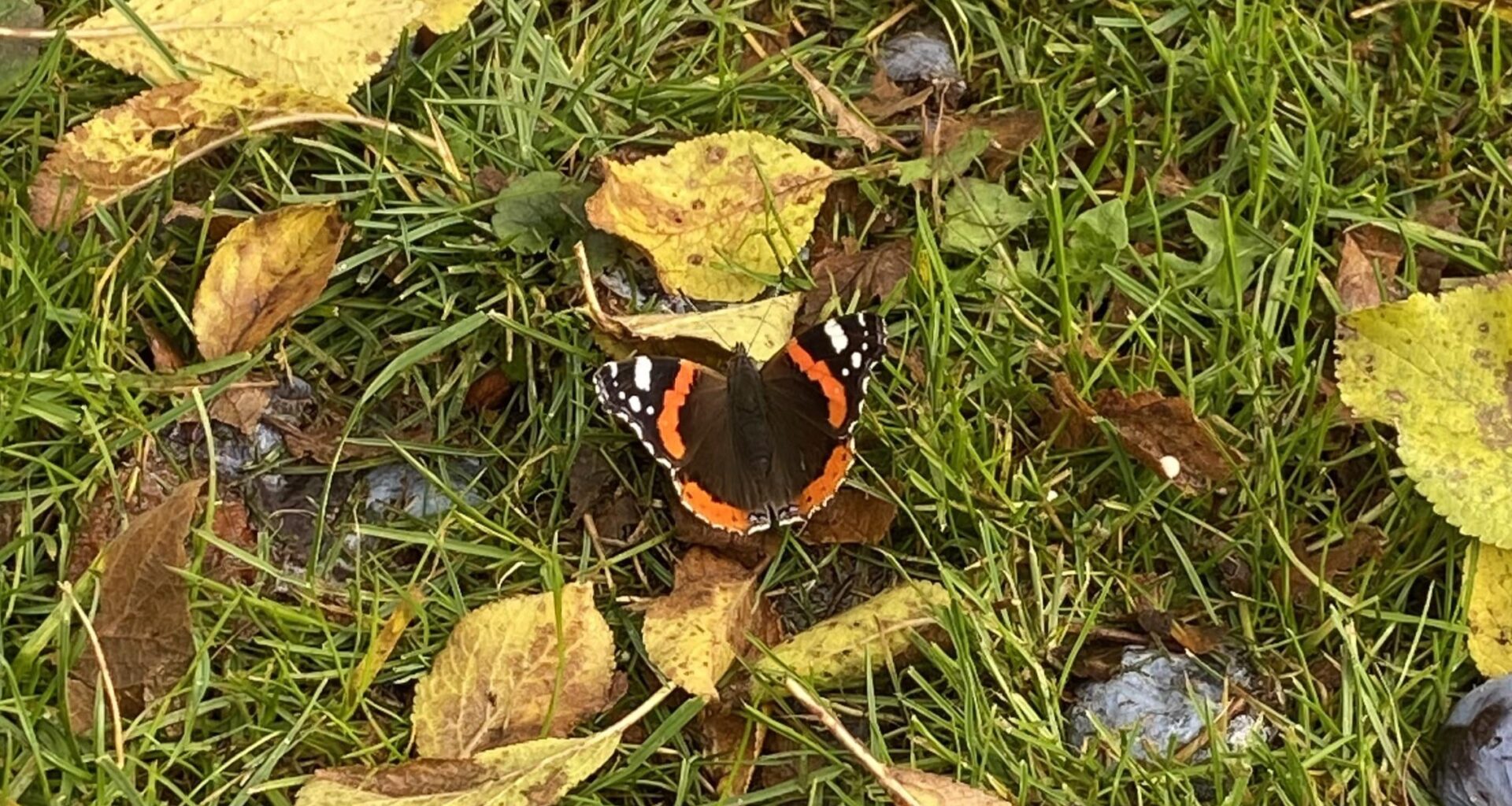 Schmetterlinge saugen nicht nur Nektar?