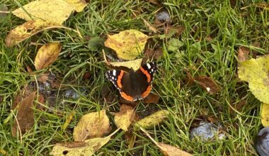 Schmetterlinge saugen nicht nur Nektar?