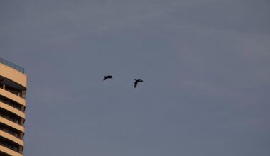 Was ist da durch den wiener Luftraum heute geflogen?