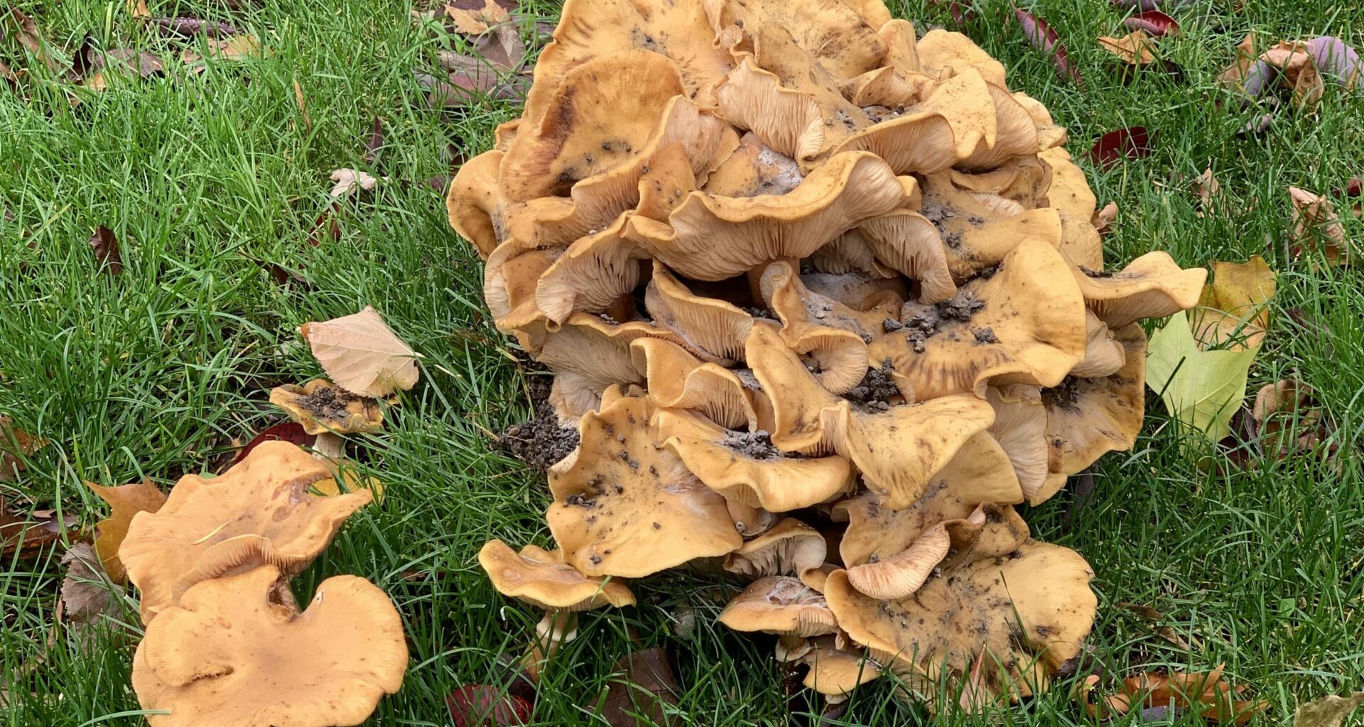 Absolute Einheit, die am Hochschulcampus über ein regnerisches Wochenende gesprießt ist